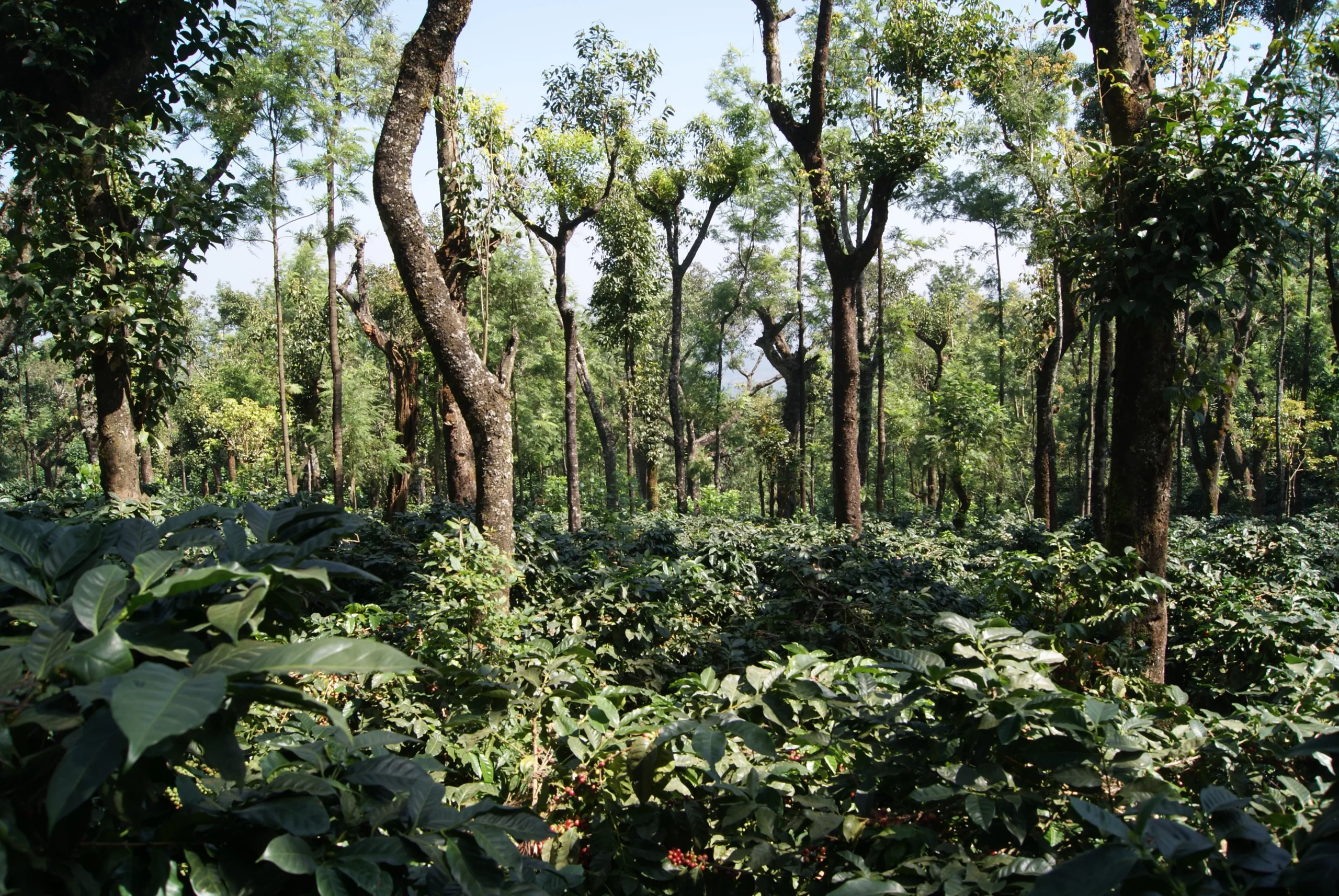 Shade-Grown-Coffee-DSC03329-1-scaled