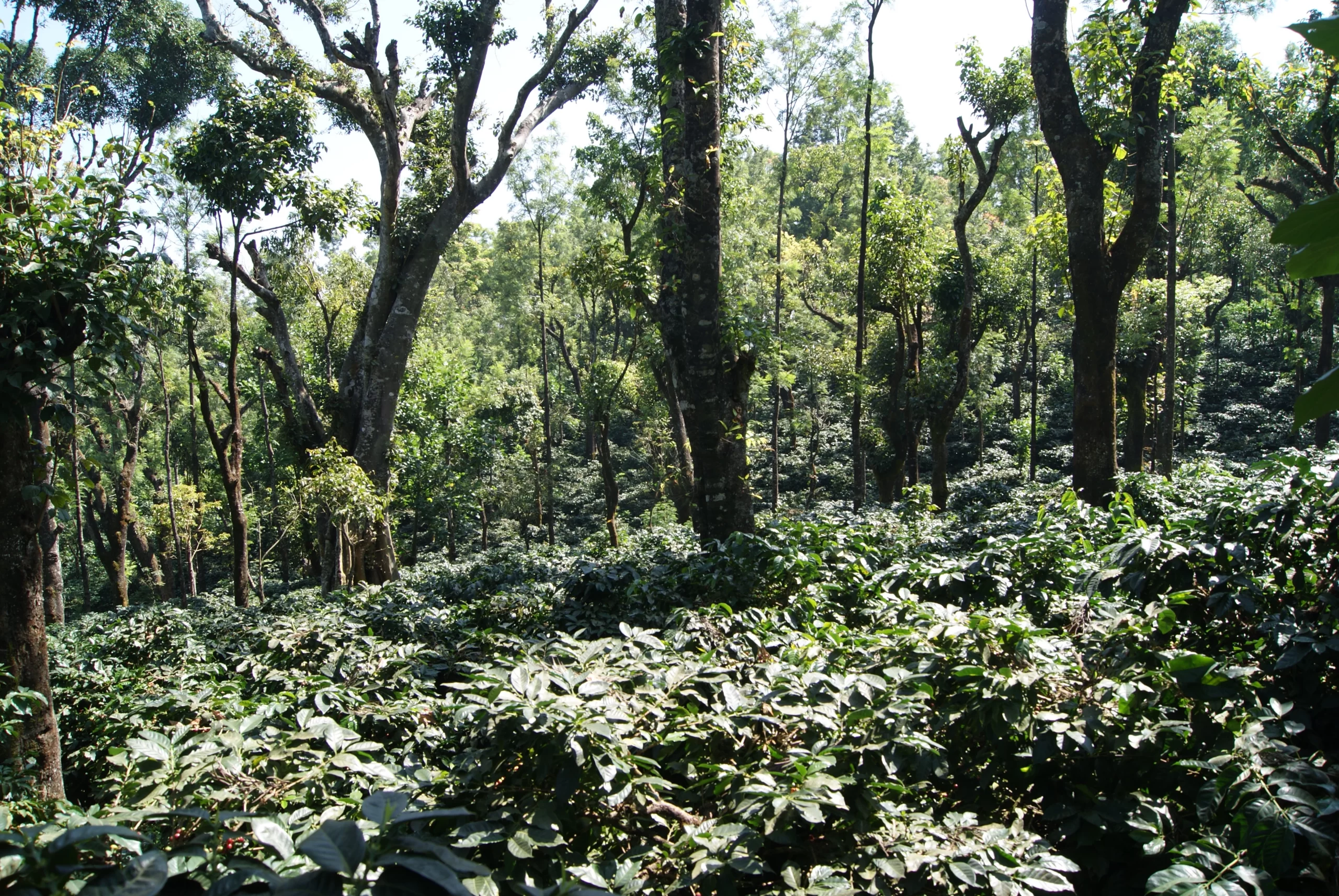 Shade-Grown-Coffee-DSC03330-scaled