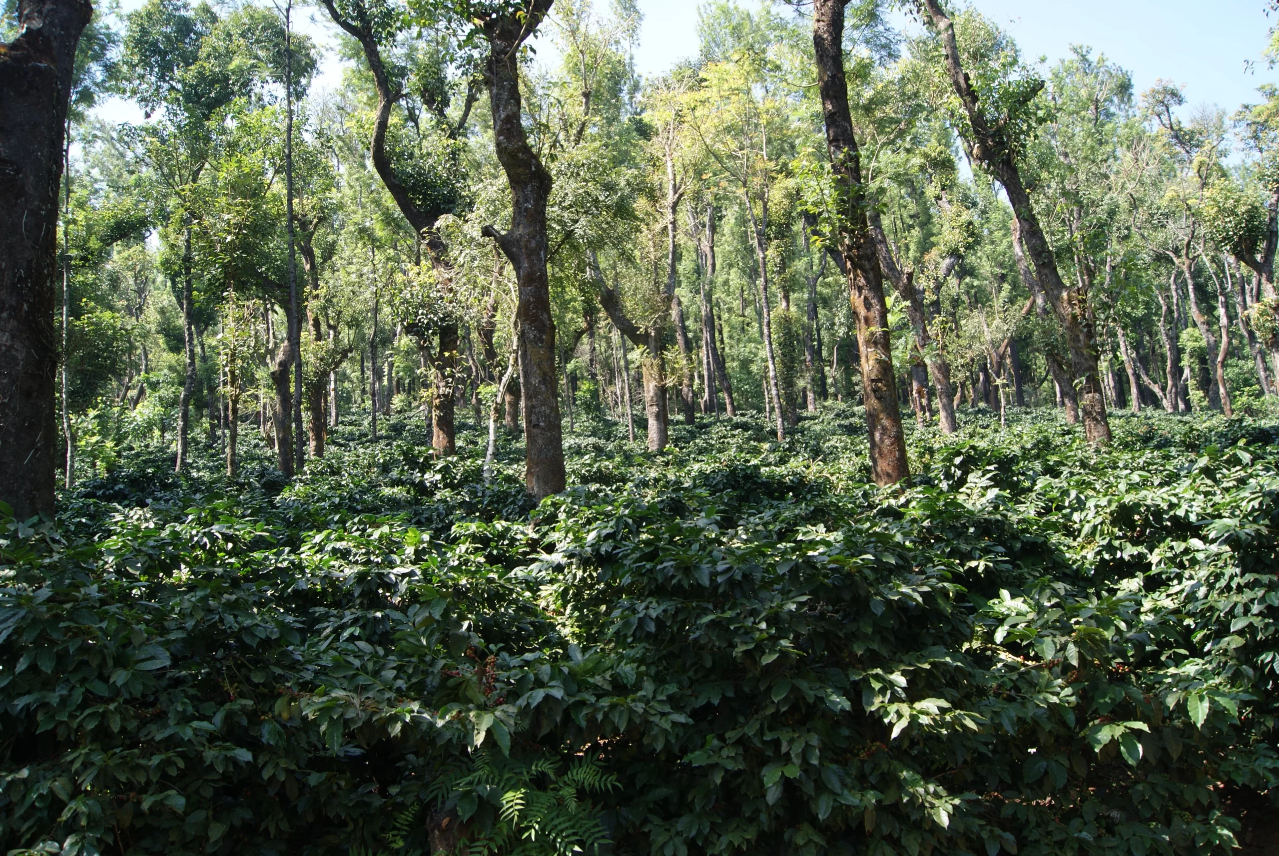 Shade-Grown-Coffee-DSC03332-scaled