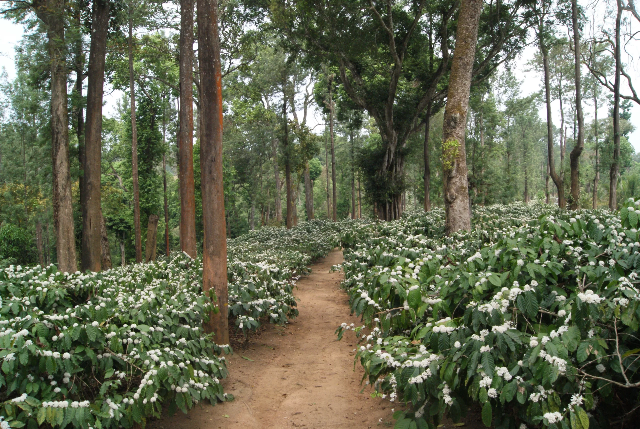 Shade-Grown-Robusta-DSC02181-scaled